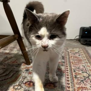 Enlarge Habanero, a Adoptable Domestic Short Hair in Philadelphia, PA image 2/5