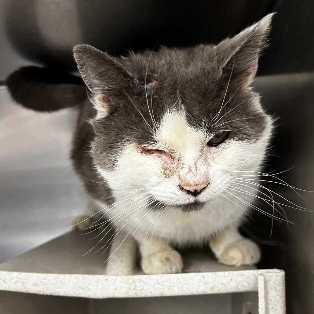 Enlarge Habanero, a Adoptable Domestic Short Hair in Philadelphia, PA image 2/4