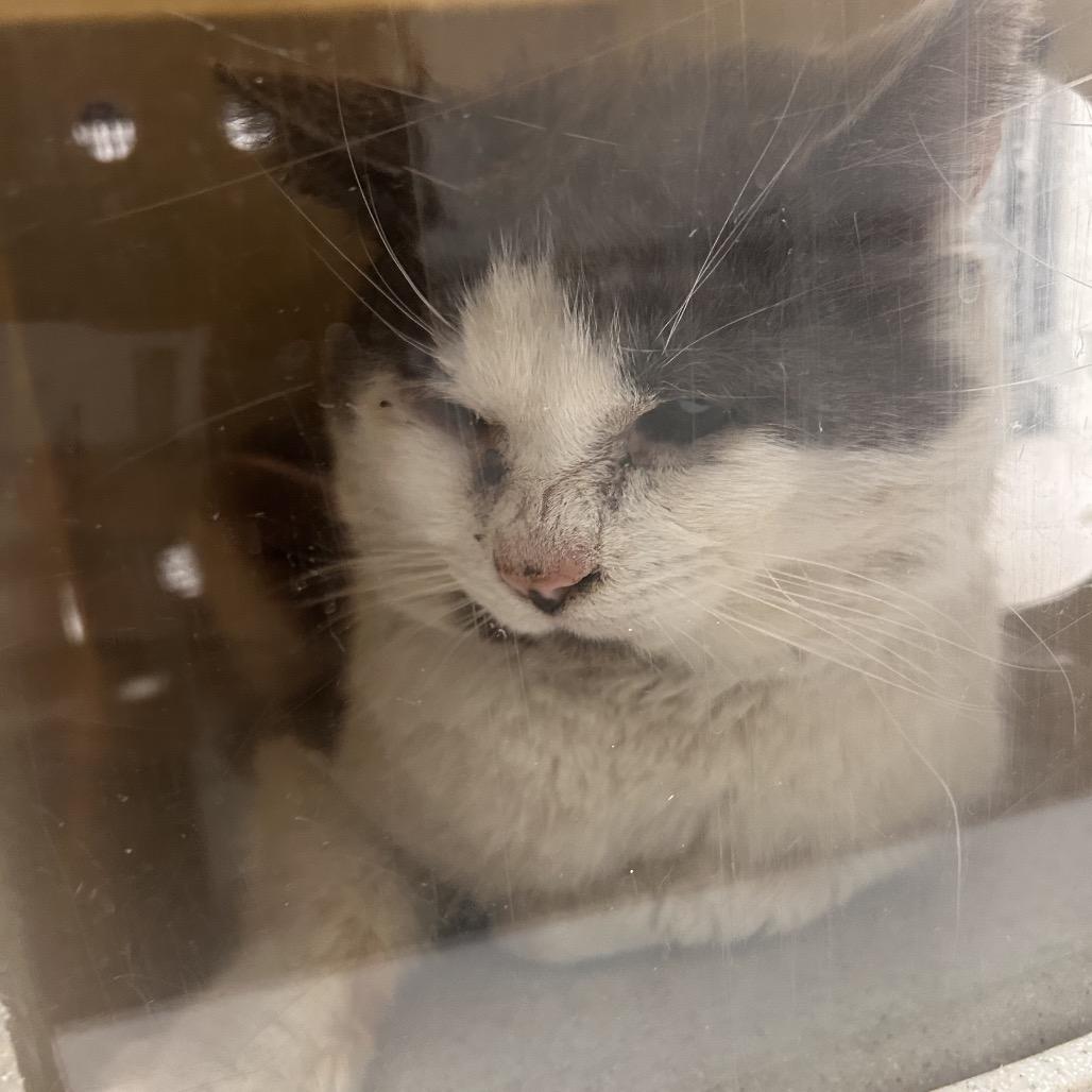 Enlarge Habanero, a Adoptable Domestic Short Hair in Philadelphia, PA image 3/4