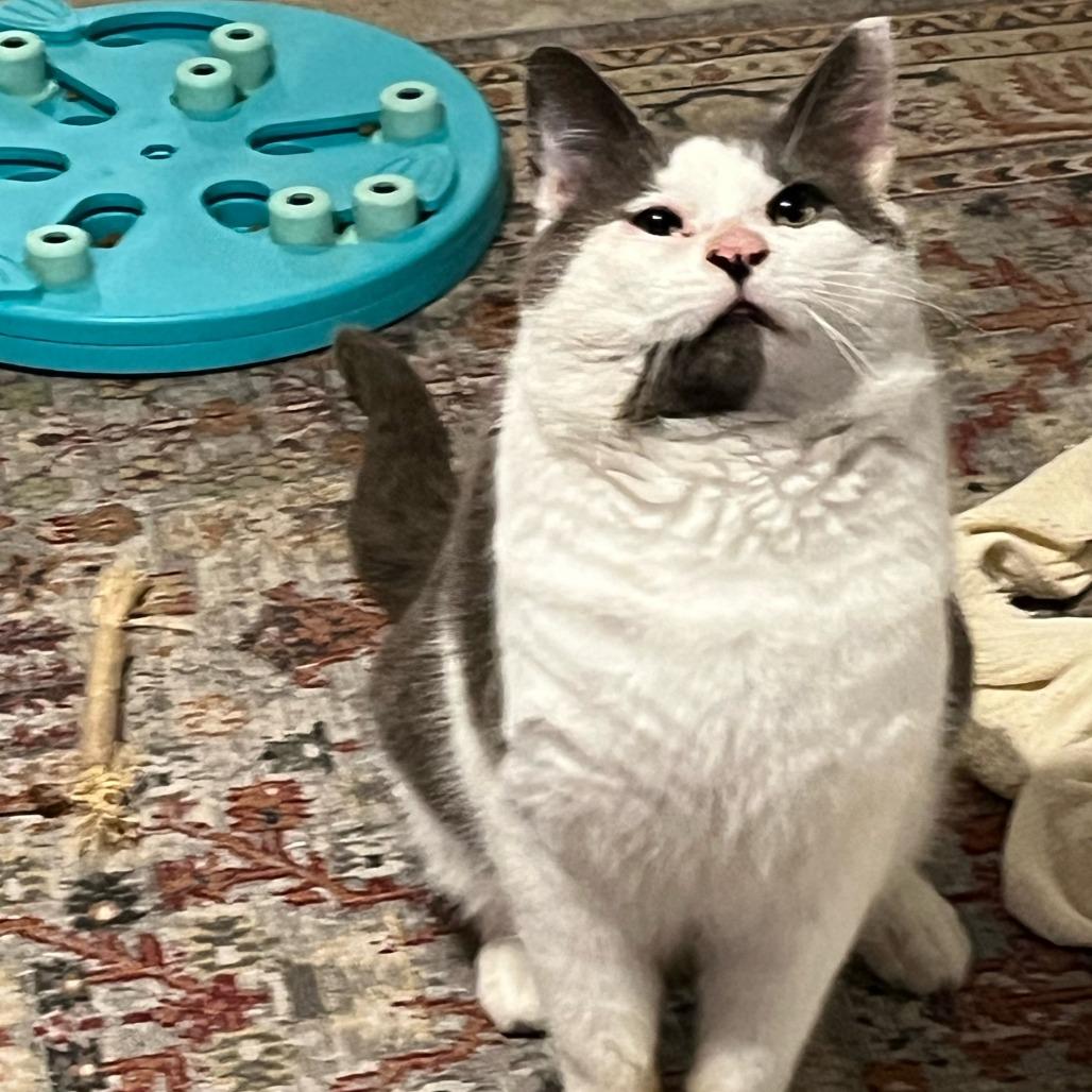 Enlarge Habanero, a Adoptable Domestic Short Hair in Philadelphia, PA image 4/5