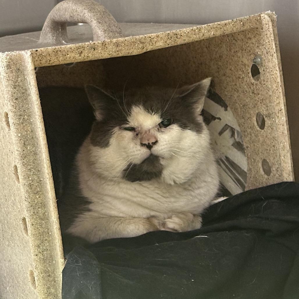 Enlarge Habanero, a Adoptable Domestic Short Hair in Philadelphia, PA image 4/4