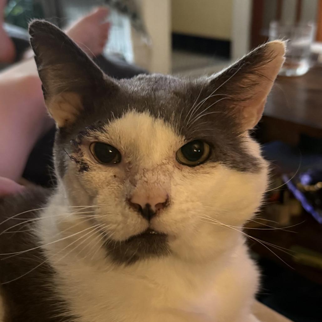 Habanero, a Adoptable Domestic Short Hair in Philadelphia, PA image 5/5