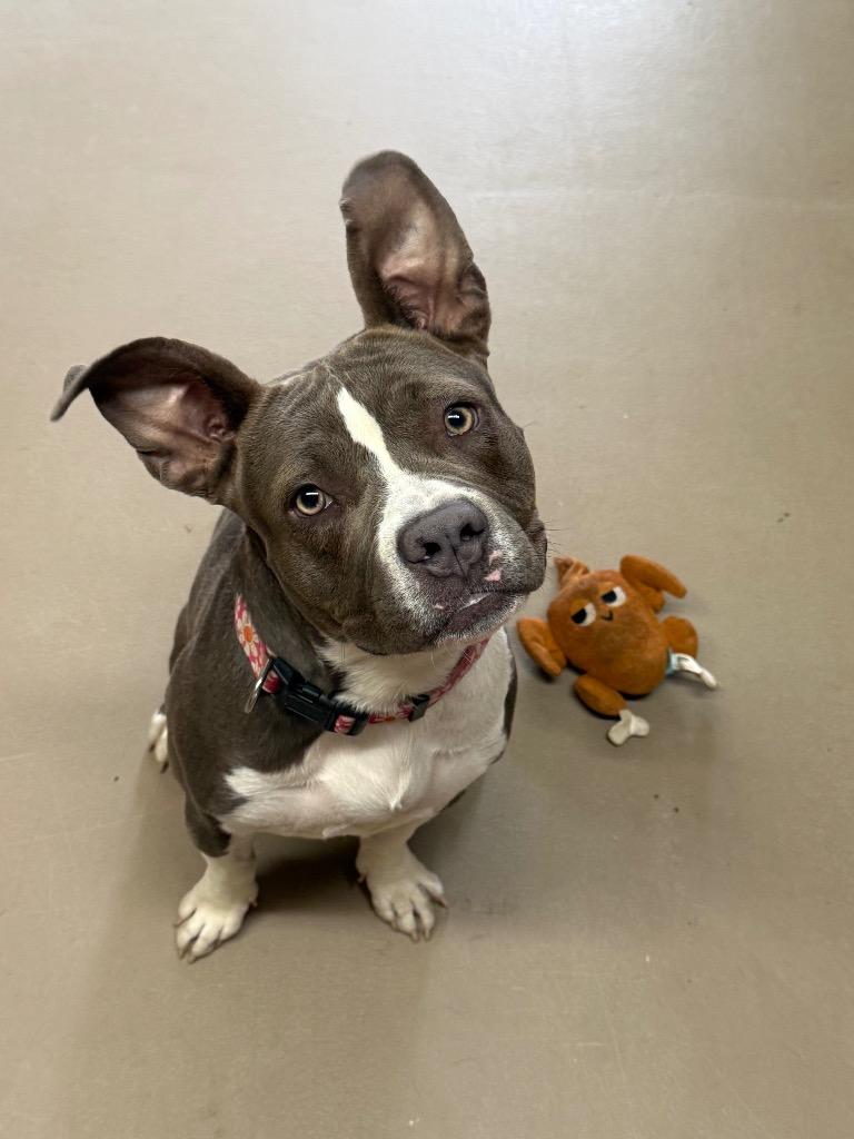 Enlarge Baby, a Adoptable Pit Bull Terrier in Tehachapi, CA image 1/2