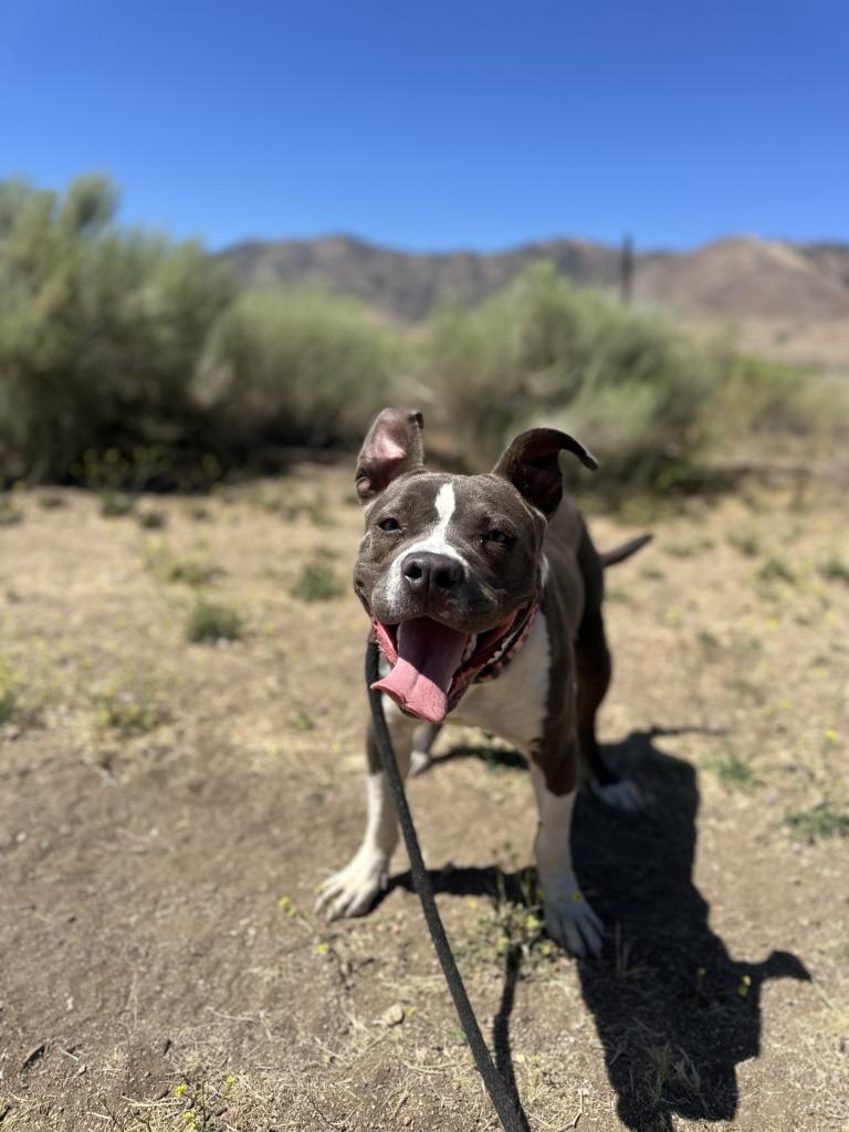 Enlarge Baby, a Adoptable Pit Bull Terrier in Tehachapi, CA image 2/2
