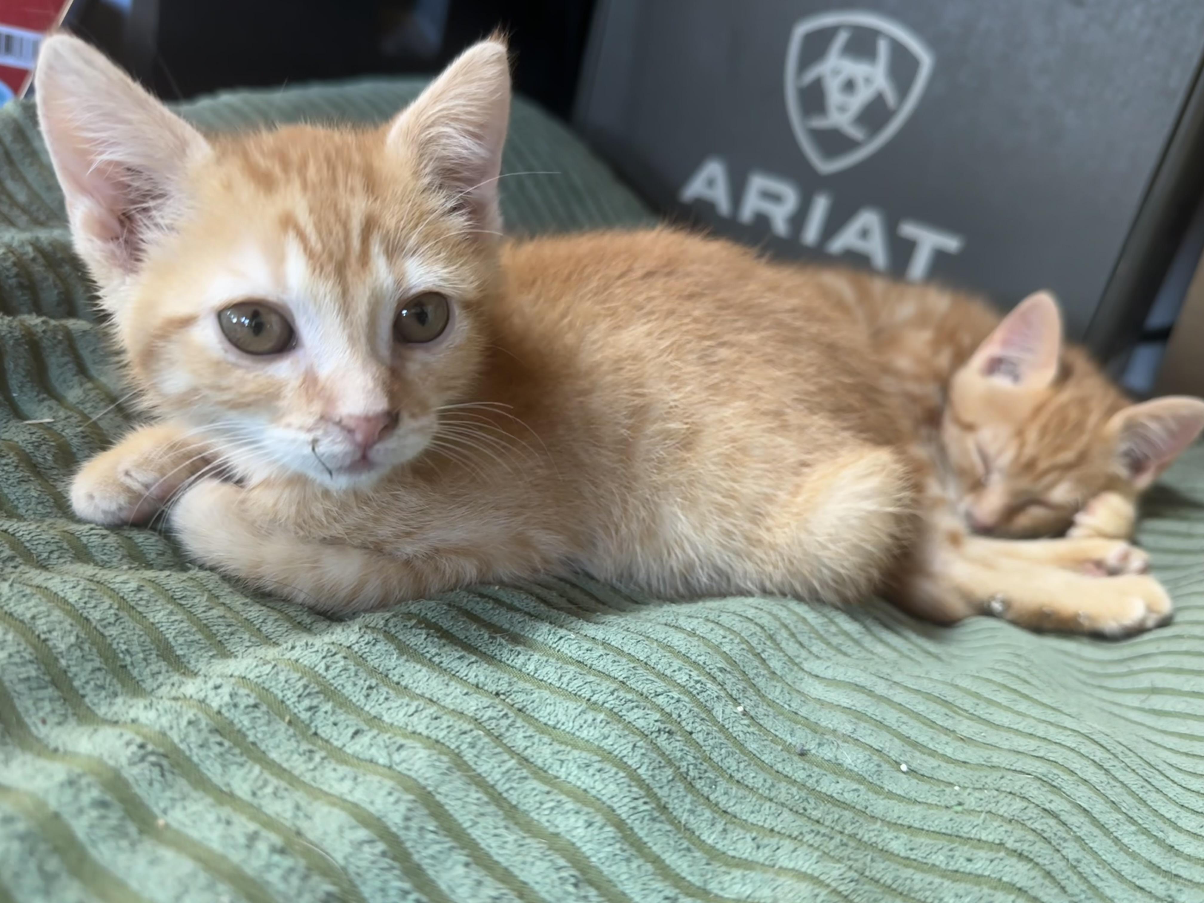 Apricot, ADOPTABLE, Kitten Male Domestic Short Hair.