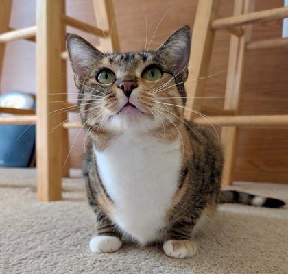 Latte, Adoptable, Young Female Domestic Short Hair & Domestic Short Hair.