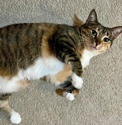 Latte, a Adoptable Domestic Short Hair image 1/3