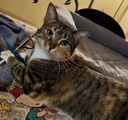 Enlarge Latte, a Adoptable Domestic Short Hair in Elk Grove Village, IL image 2/3