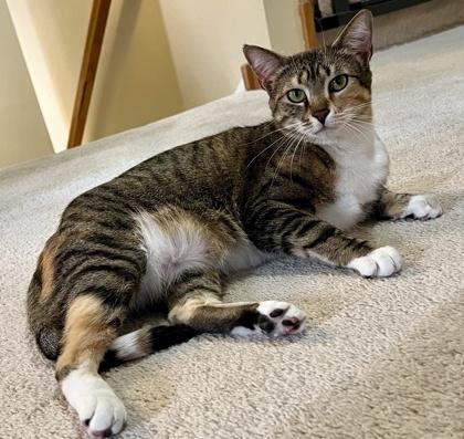 Latte, a Adoptable Domestic Short Hair in Elk Grove Village, IL image 2/3
