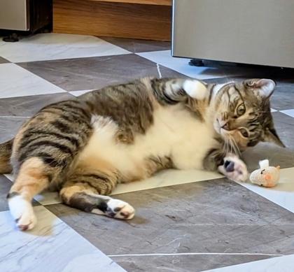 Latte, Adoptable, Young Female Domestic Short Hair & Domestic Short Hair.