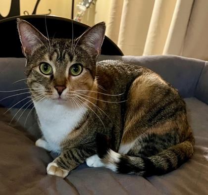 Enlarge Latte, a Adoptable Domestic Short Hair in Elk Grove Village, IL image 3/3