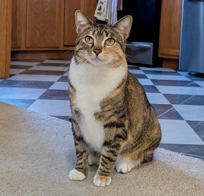 Enlarge Latte, a Adoptable Domestic Short Hair in Elk Grove Village, IL image 2/3