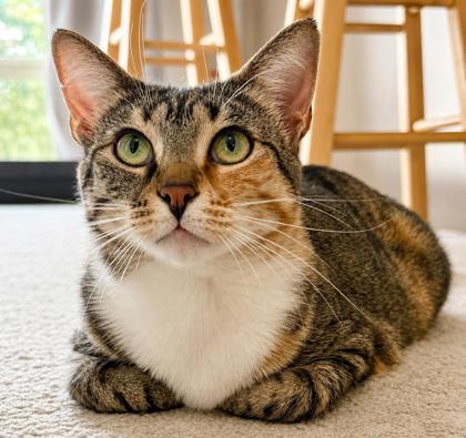 Latte, a Adoptable Domestic Short Hair in Elk Grove Village, IL image 3/3