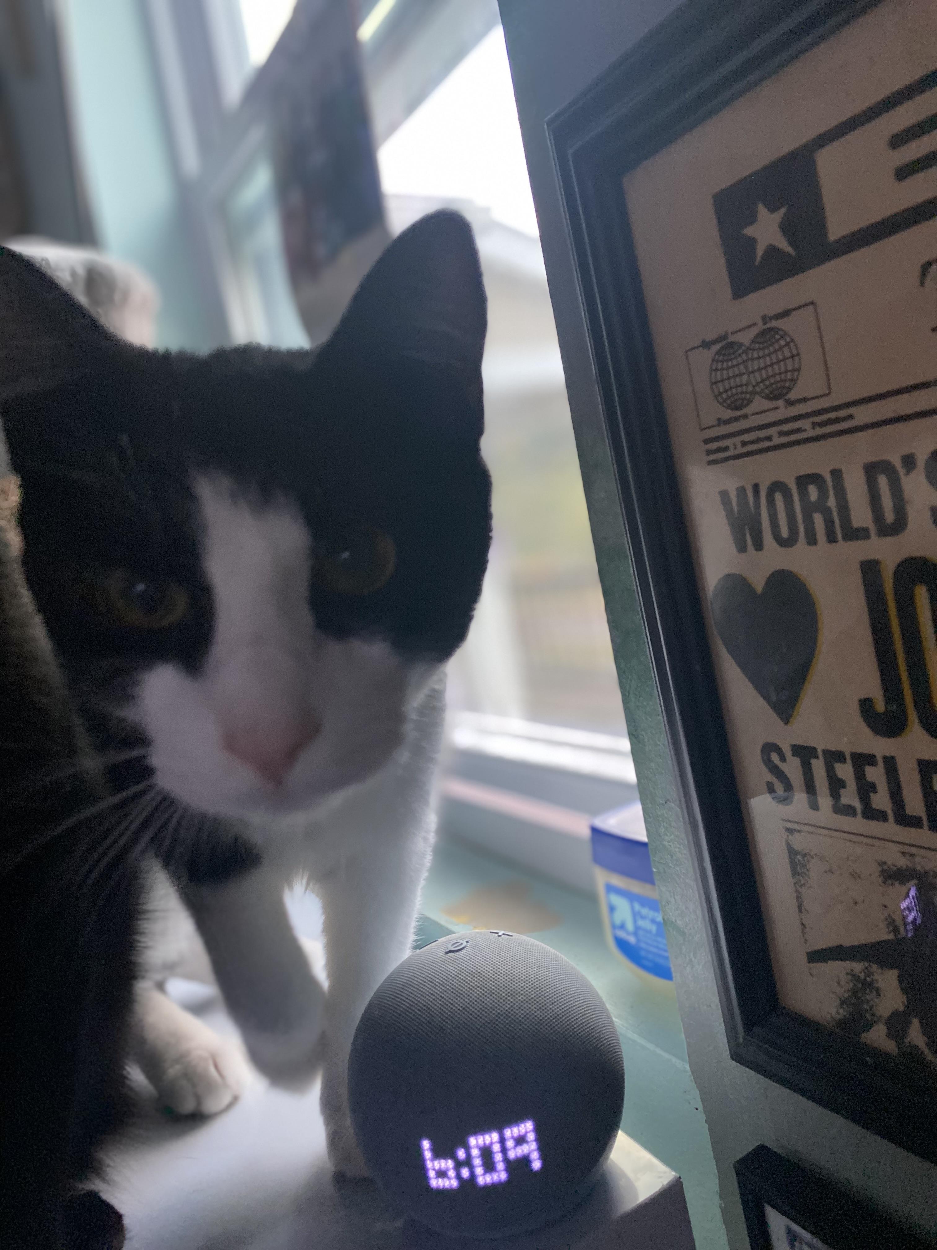 Clyde, a Adoptable Domestic Short Hair in New Kensington, PA image 1/3