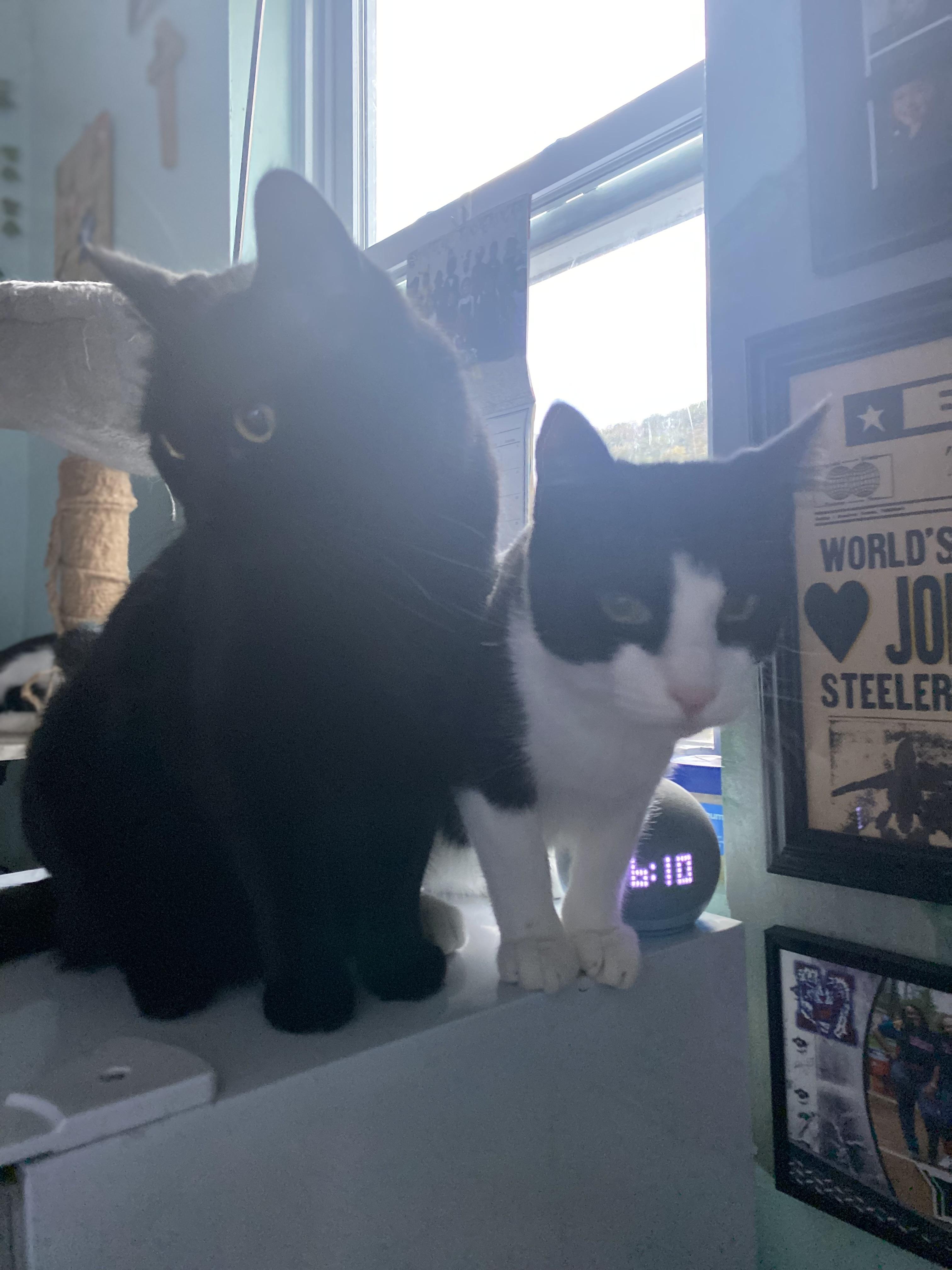 Clyde, a Adoptable Domestic Short Hair in New Kensington, PA image 2/3