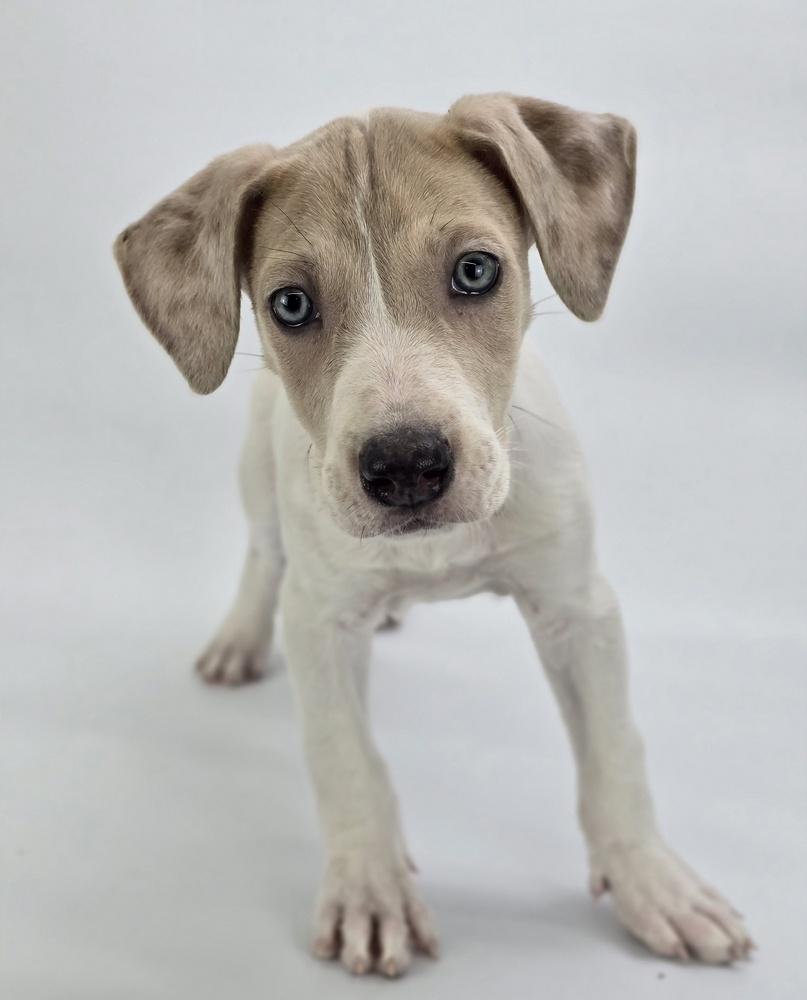 Enlarge Phoenix, a Adoptable mixed breed in Sedalia, CO image 1/6