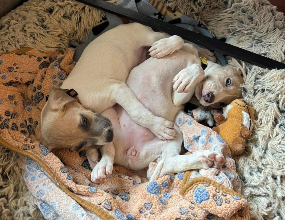 Enlarge Phoenix, a Adoptable mixed breed in Sedalia, CO image 2/6