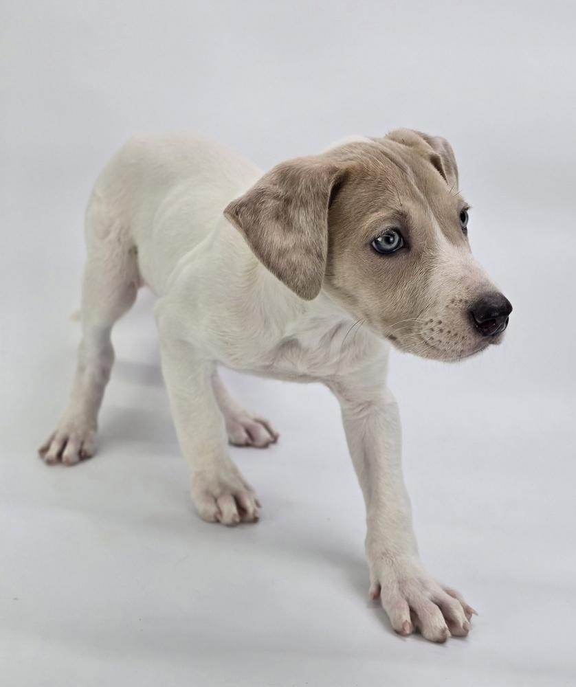 Enlarge Phoenix, a Adoptable mixed breed in Sedalia, CO image 3/6