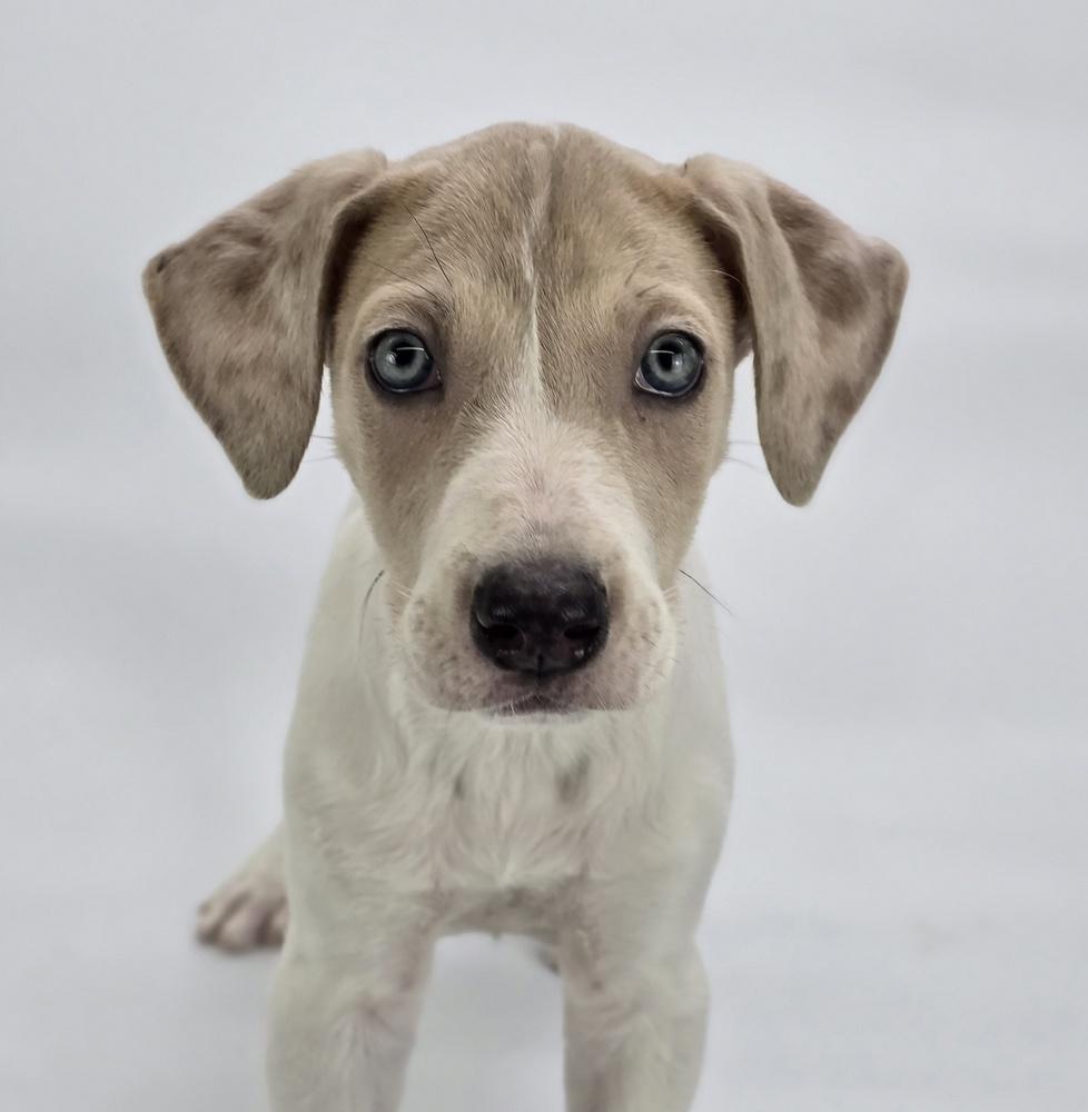 Enlarge Phoenix, a Adoptable mixed breed in Sedalia, CO image 4/6