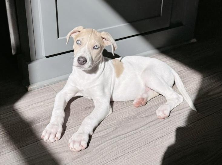 Enlarge Phoenix, a Adoptable mixed breed in Sedalia, CO image 5/6