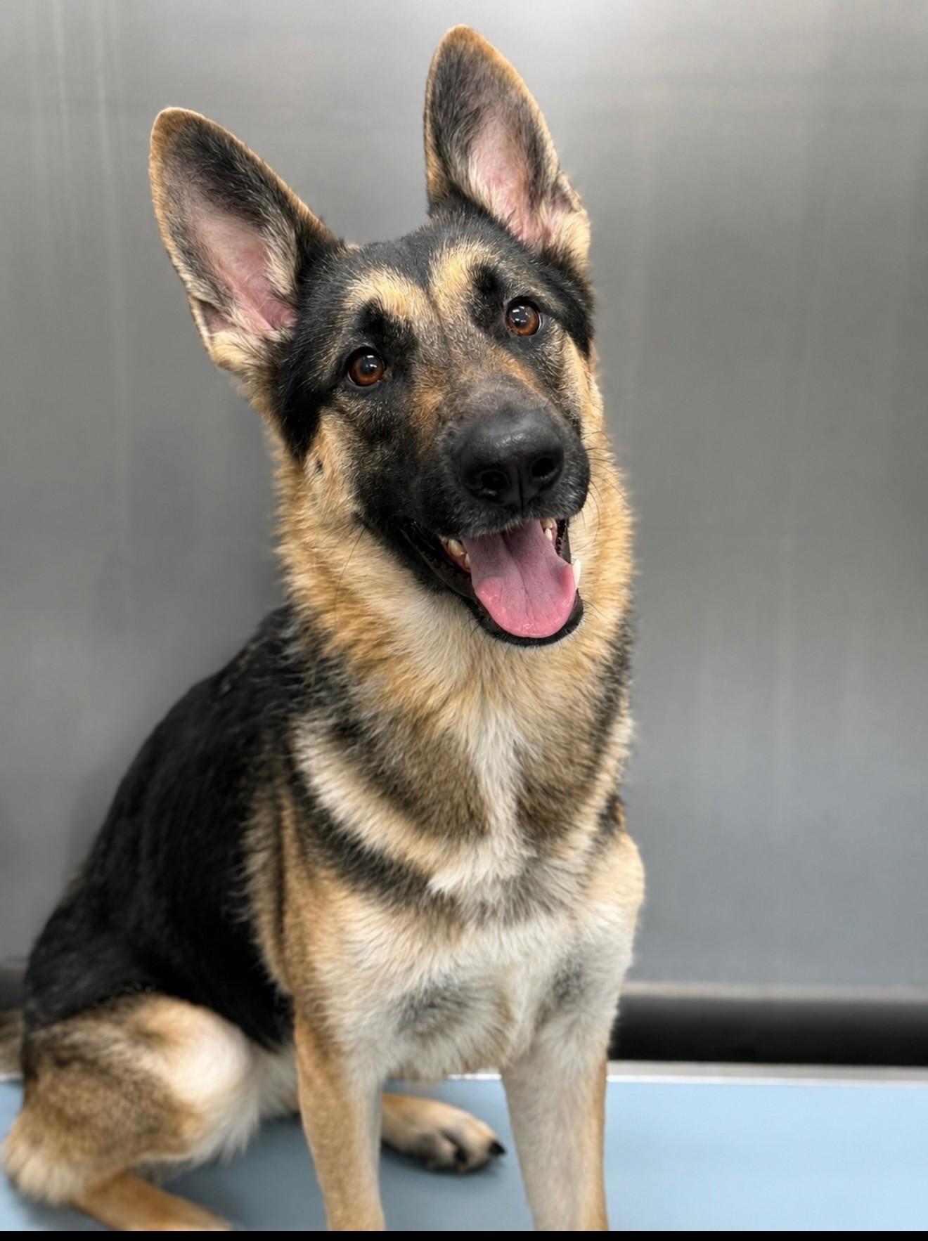 Kazi, ADOPTABLE, Young Female German Shepherd Dog.