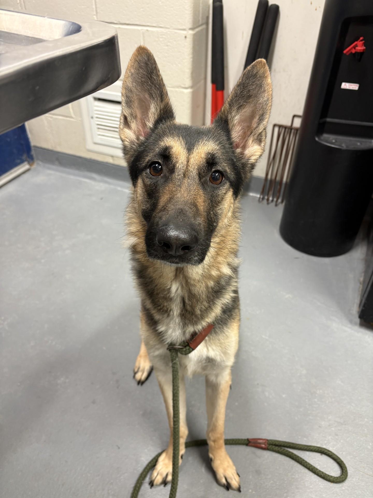 Kazi, a ADOPTABLE German Shepherd Dog in Ashland, VA image 3/5