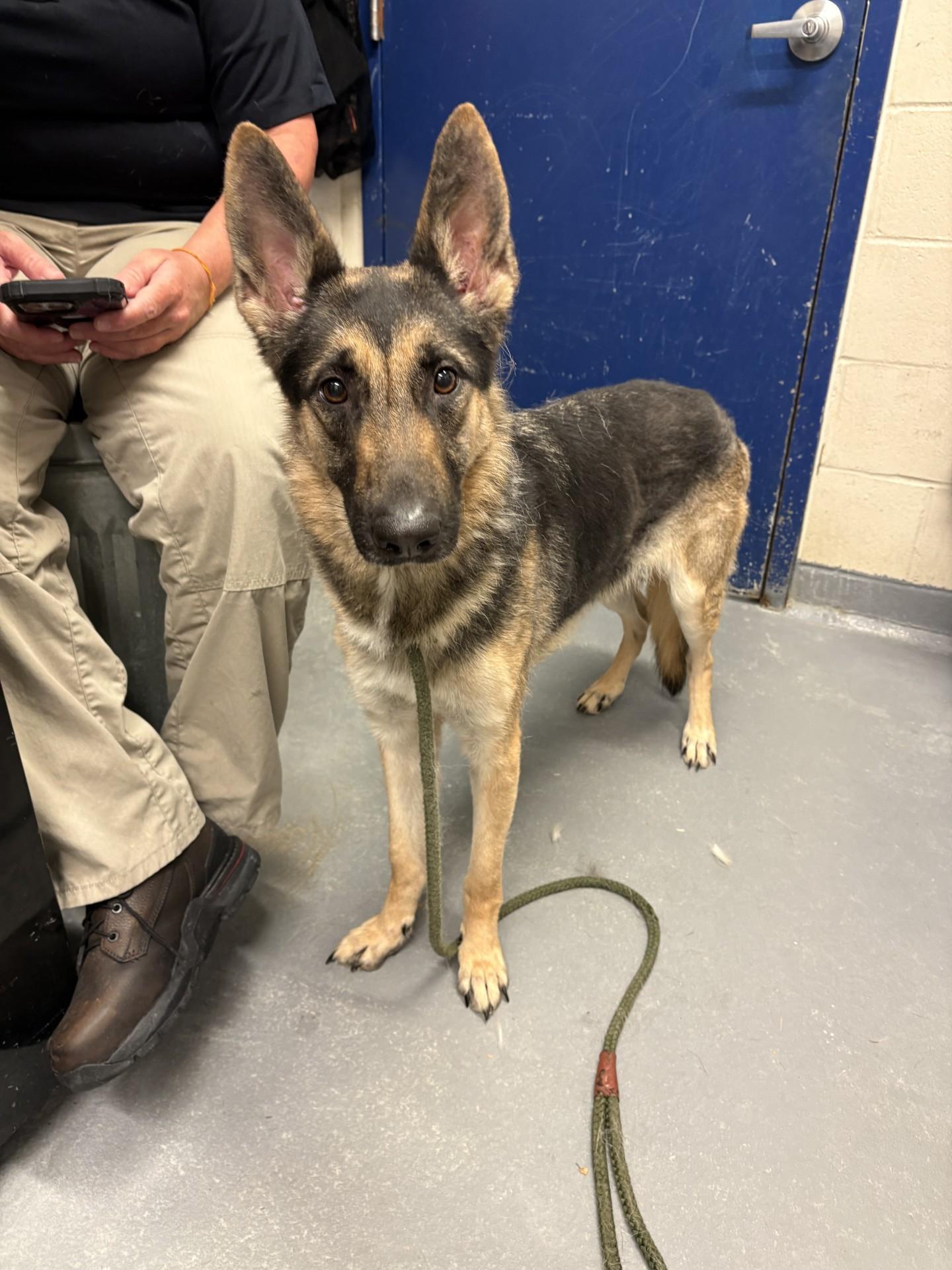 Kazi, a ADOPTABLE German Shepherd Dog in Ashland, VA image 5/5