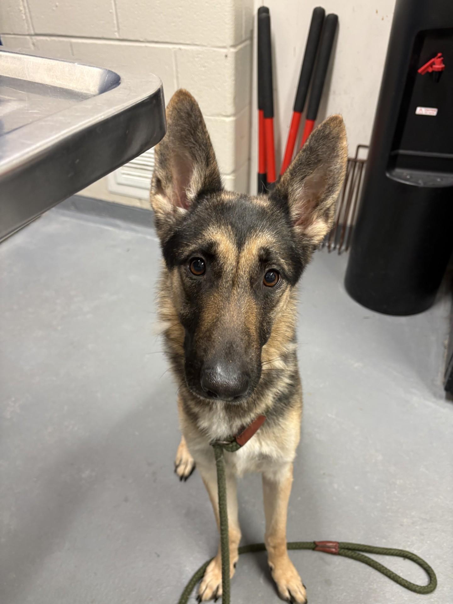 Kazi, a ADOPTABLE German Shepherd Dog in Ashland, VA image 2/5