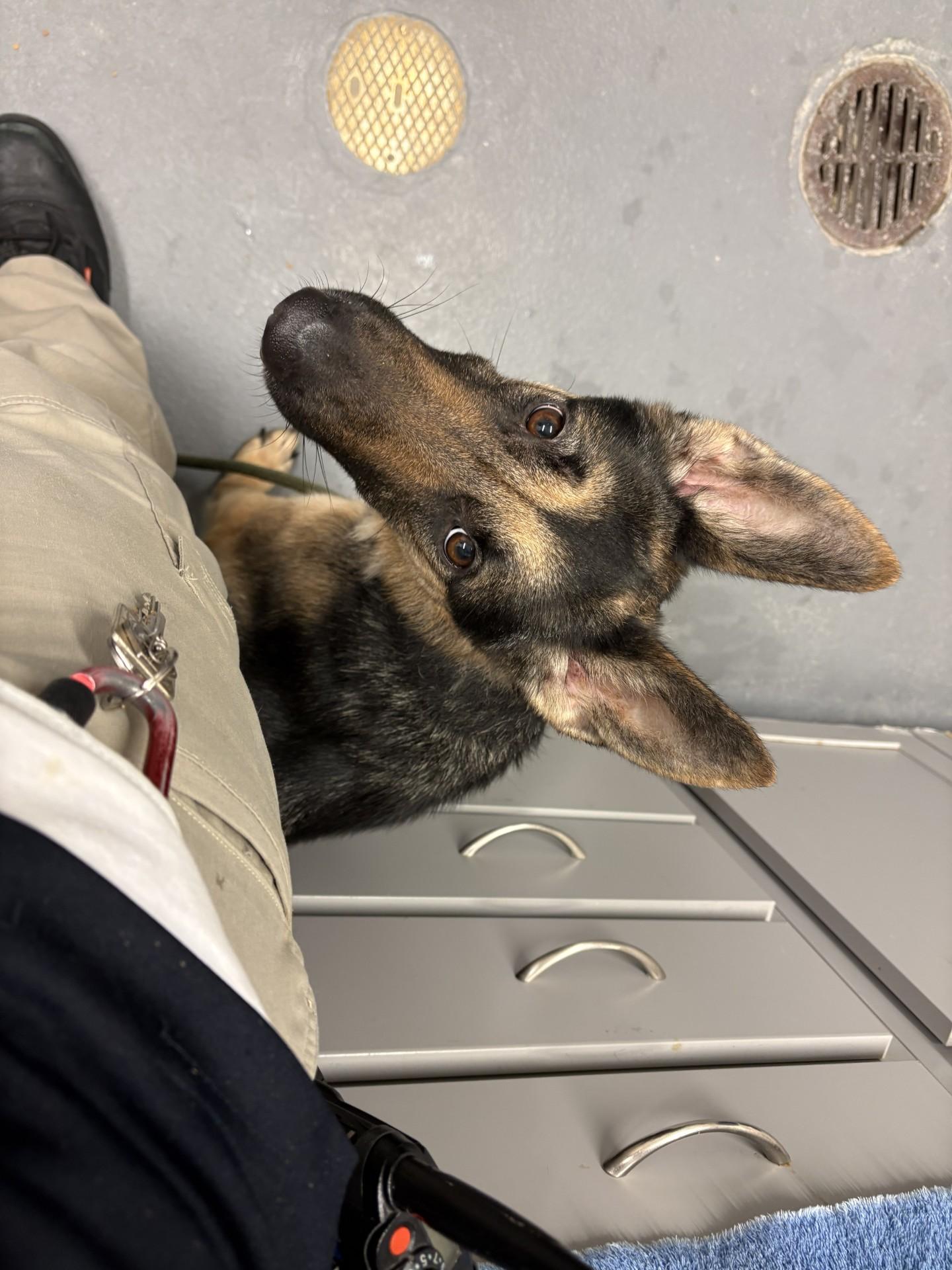 Kazi, a ADOPTABLE German Shepherd Dog in Ashland, VA image 4/5