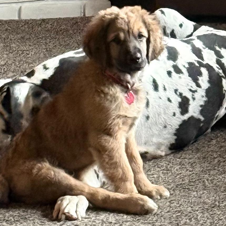 Baloo, a Adoptable mixed breed in Delaware, OH image 1/5