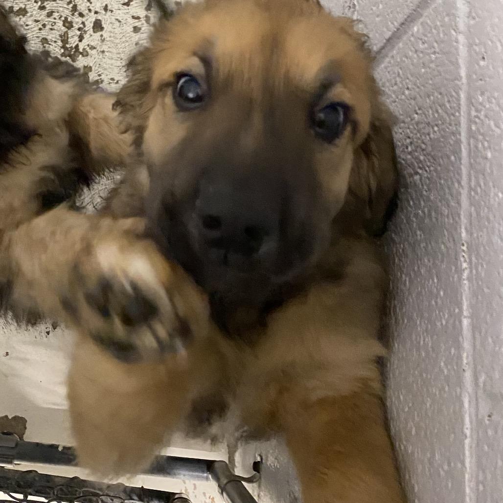 Baloo, a Adoptable mixed breed in Delaware, OH image 2/5