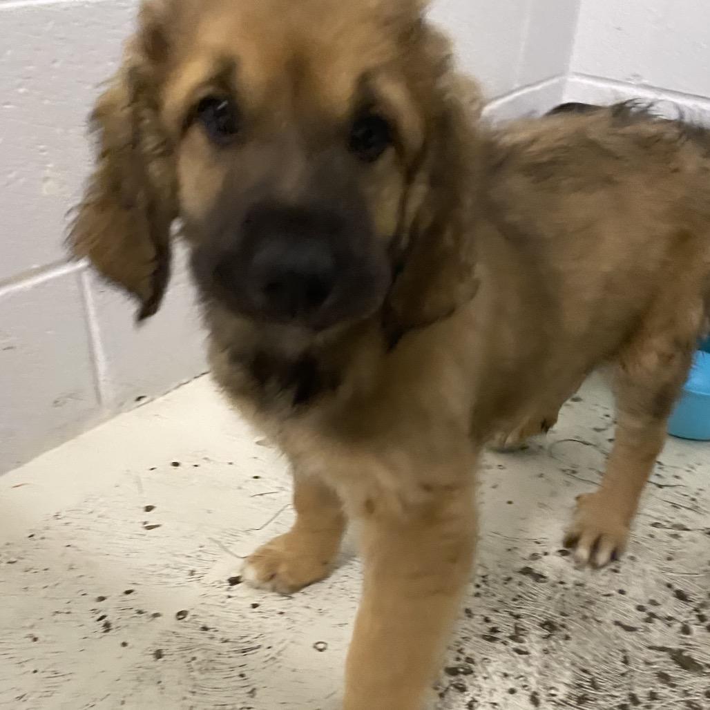 Baloo, a Adoptable mixed breed in Delaware, OH image 3/5