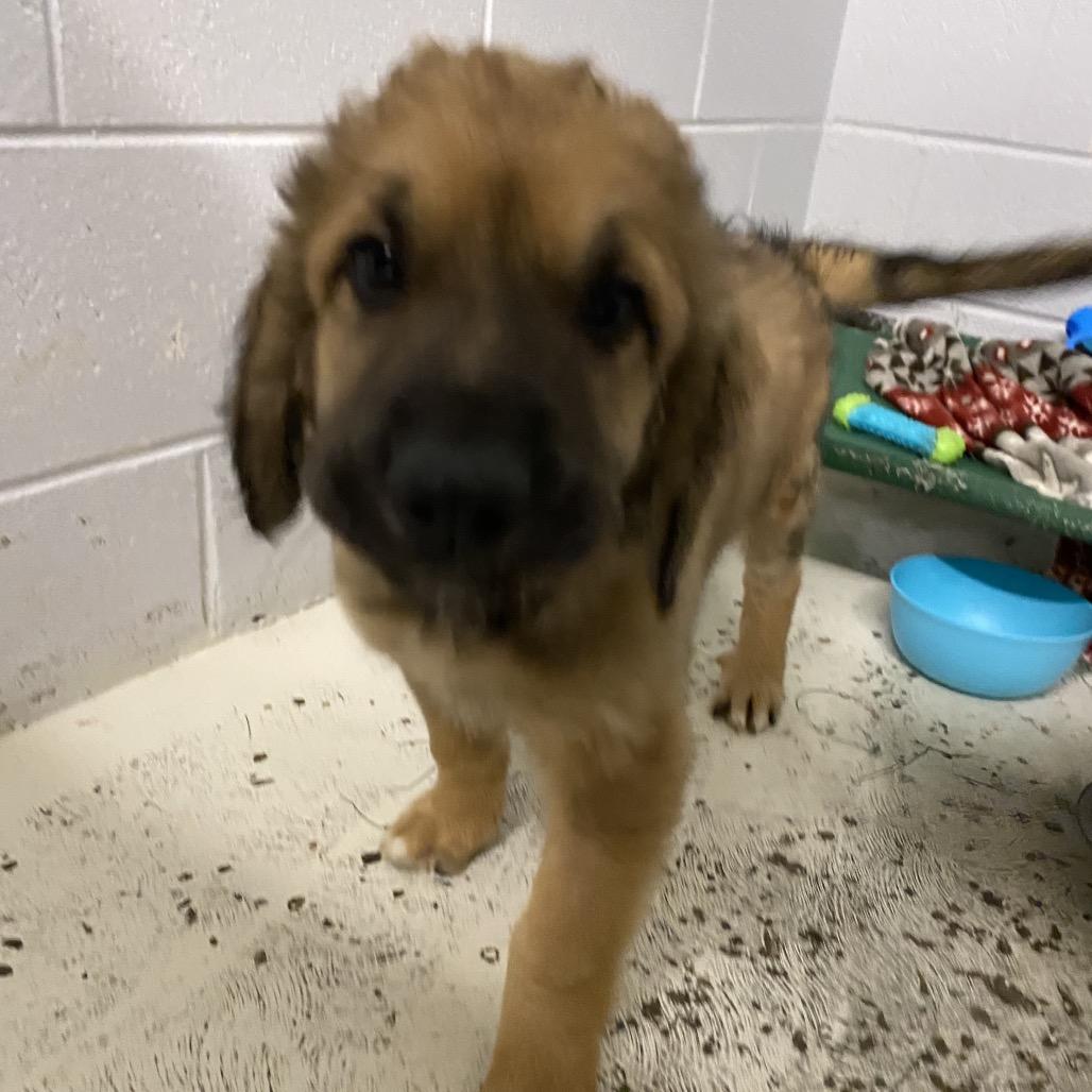 Baloo, a Adoptable mixed breed in Delaware, OH image 4/5