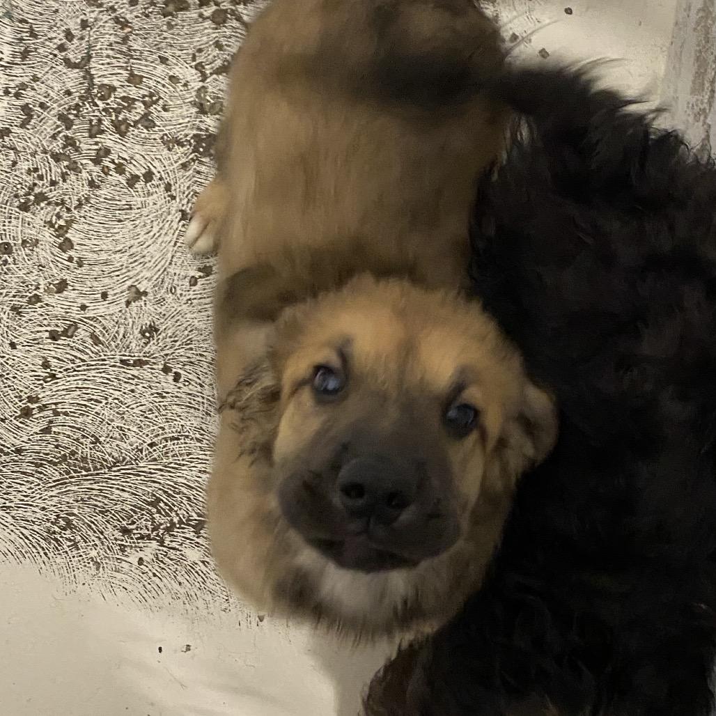 Baloo, a Adoptable mixed breed in Delaware, OH image 5/5