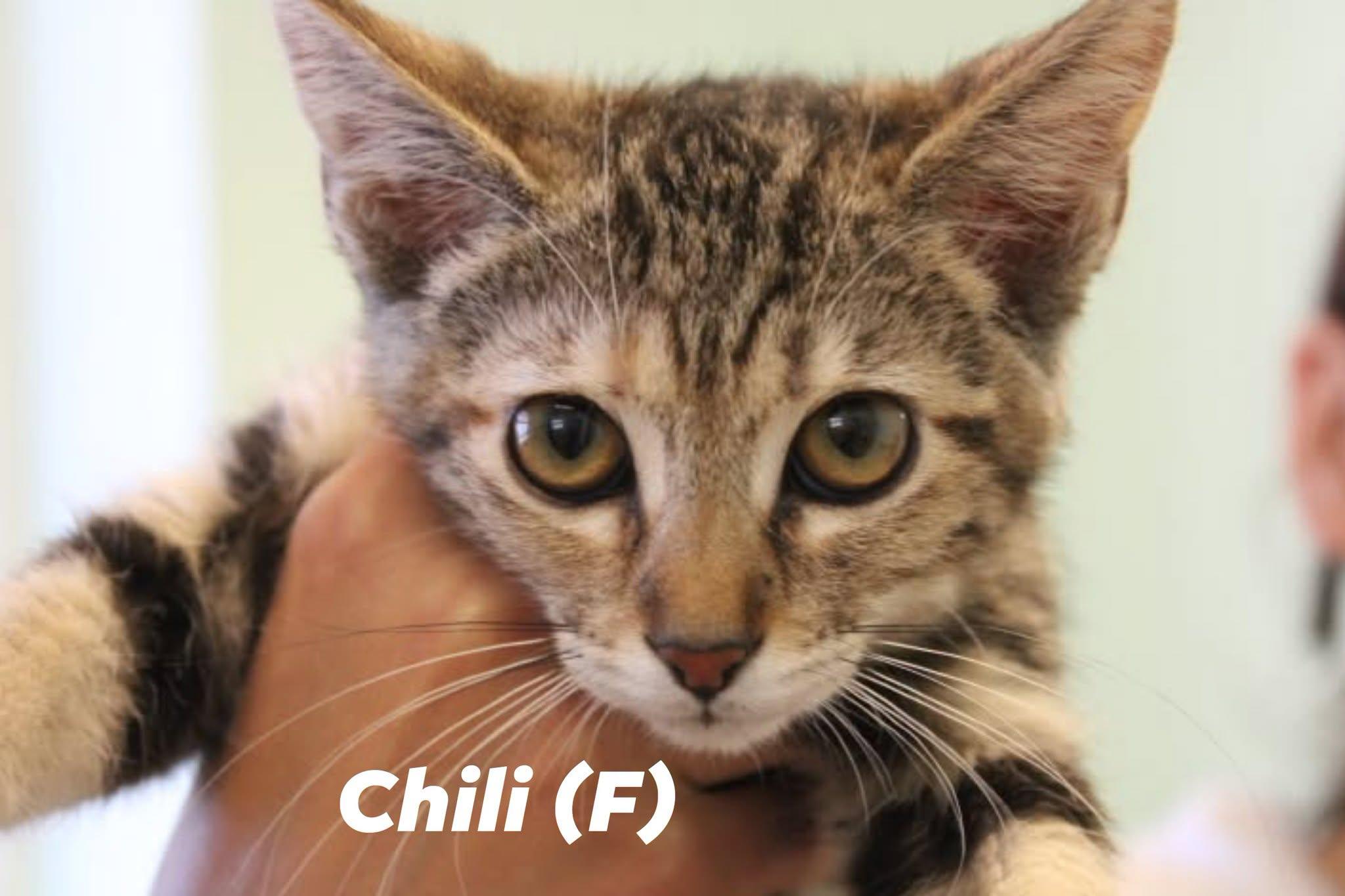 Enlarge Chili and Pepper, a ADOPTABLE mixed breed in Weaverville, CA image 2/2