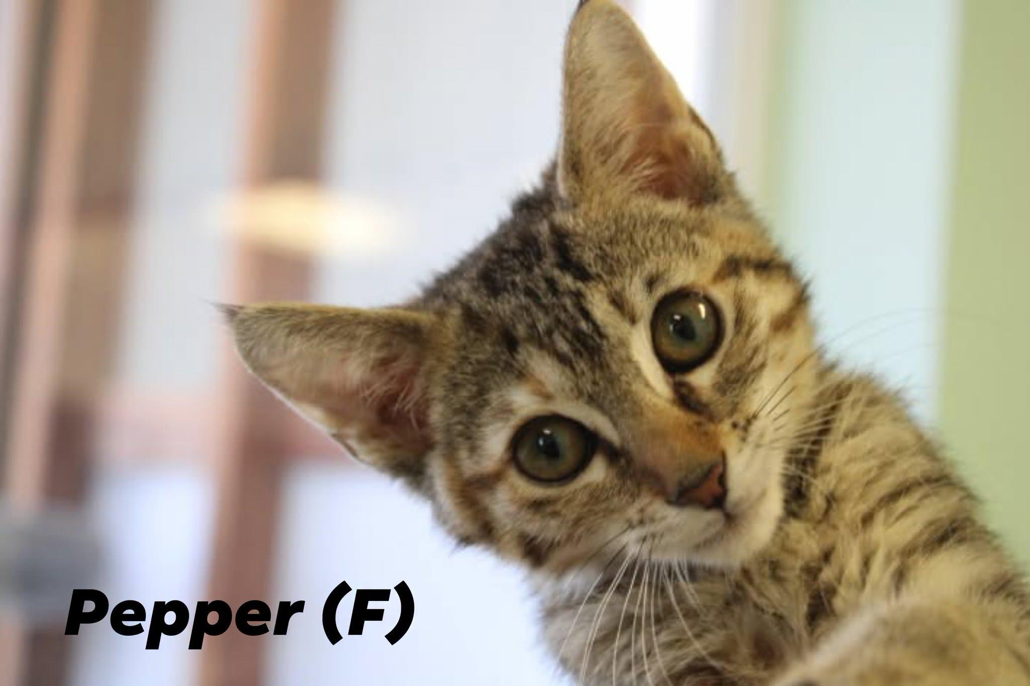 Enlarge Chili and Pepper, a ADOPTABLE mixed breed in Weaverville, CA image 1/2