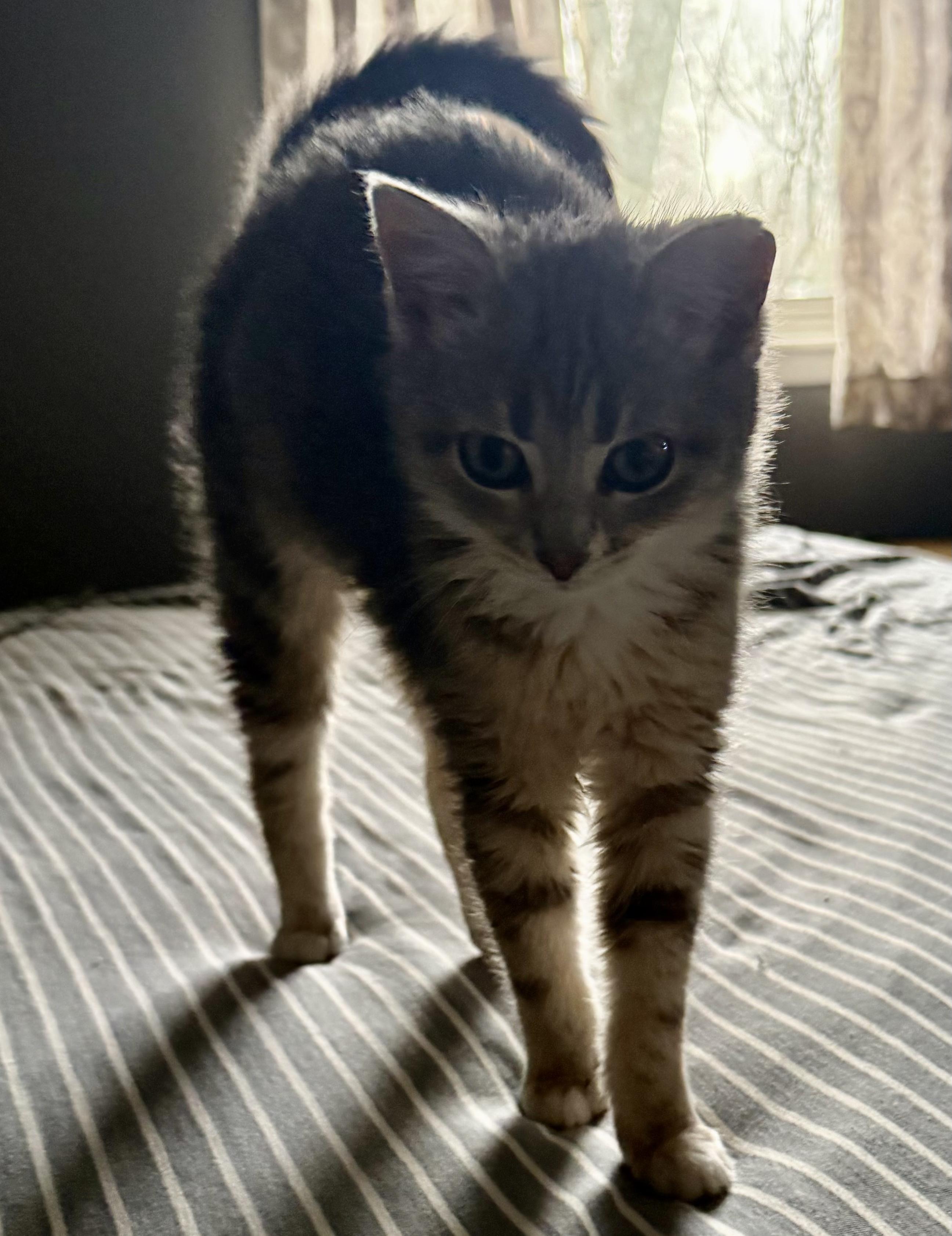 Enlarge Alfie, an adoptable Domestic Short Hair in Greenwood, IN image 3/3