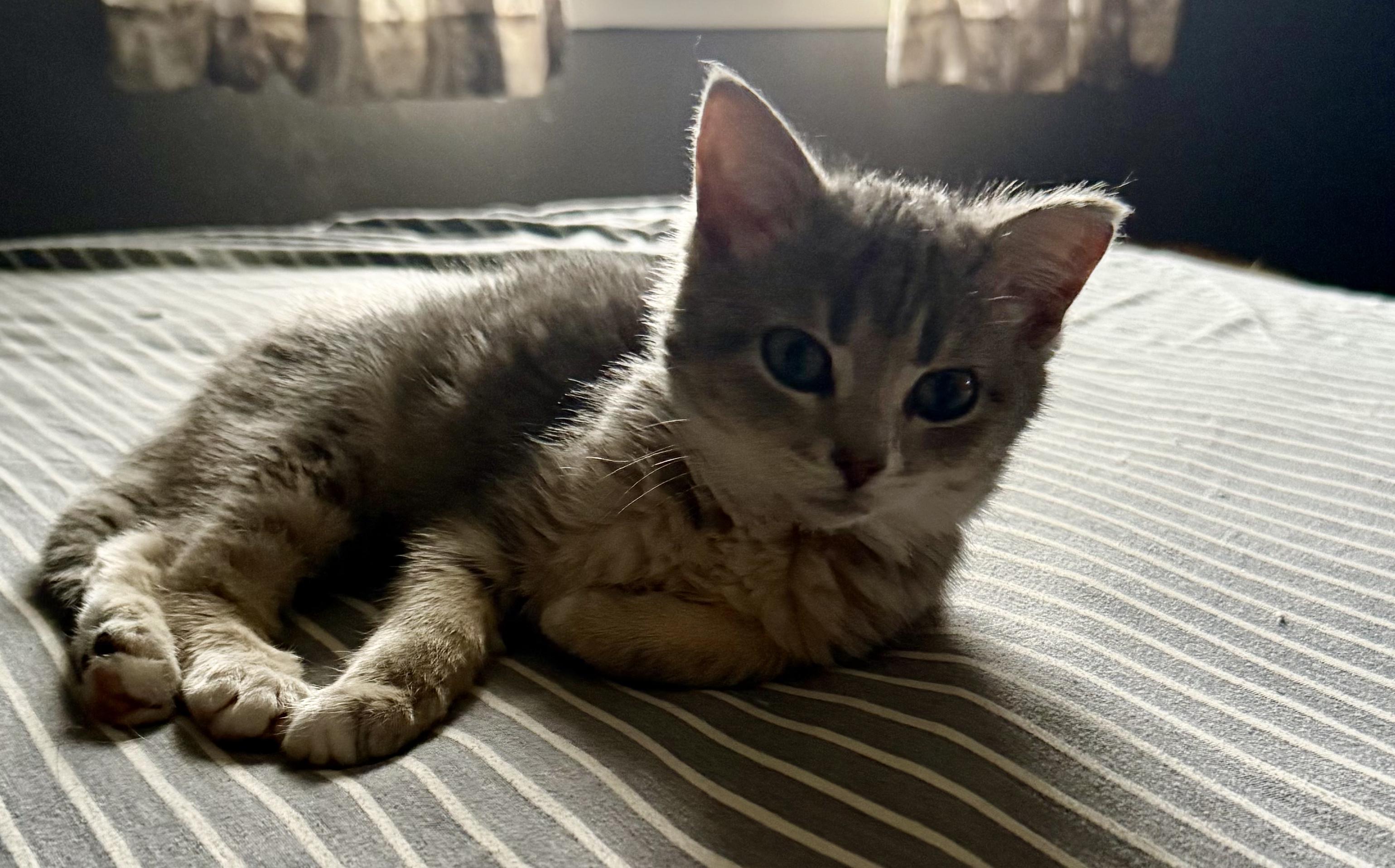 Enlarge Alfie, an adoptable Domestic Short Hair in Greenwood, IN image 2/3