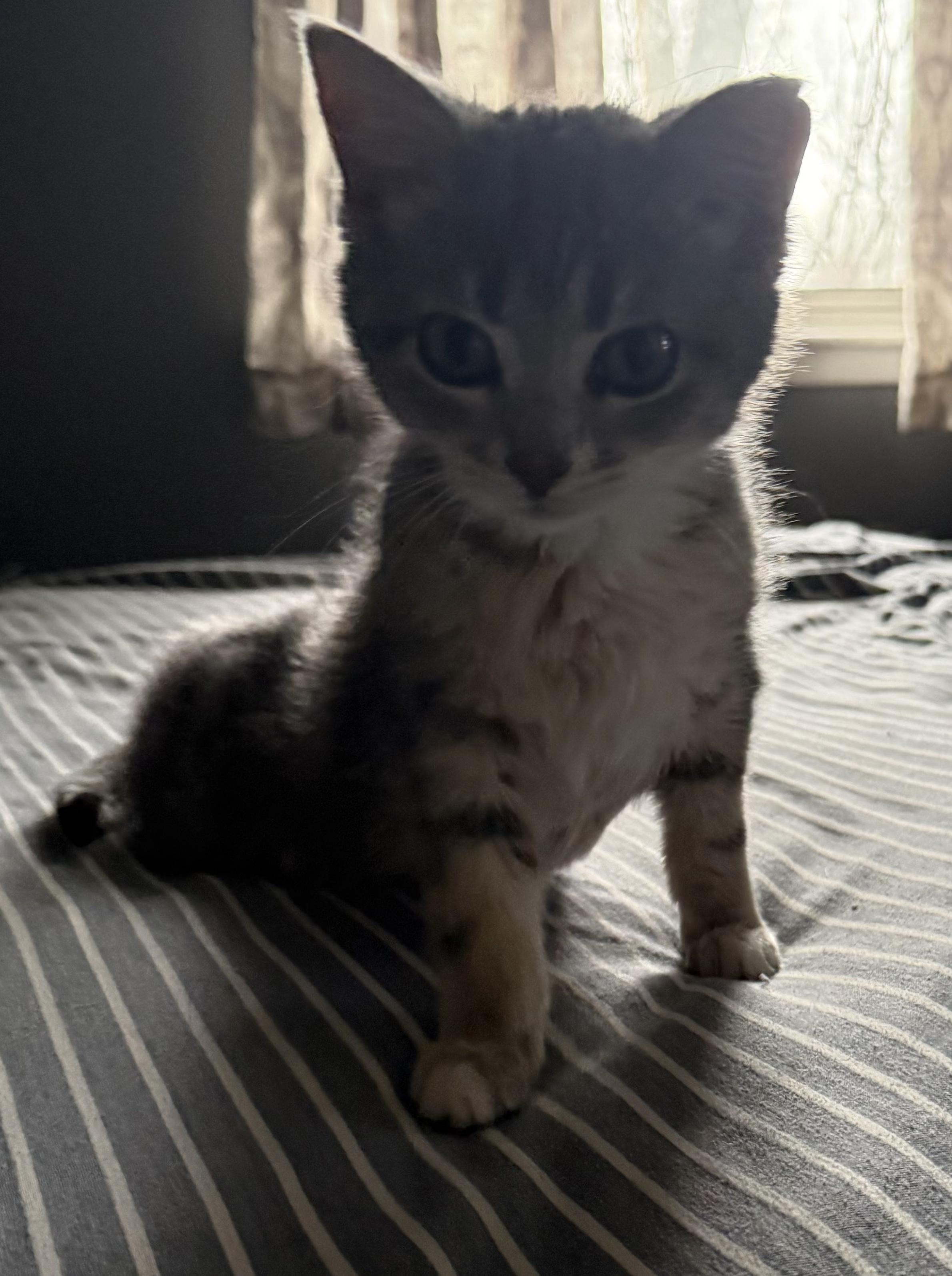 Alfie, adoptable, Kitten Male Domestic Short Hair.