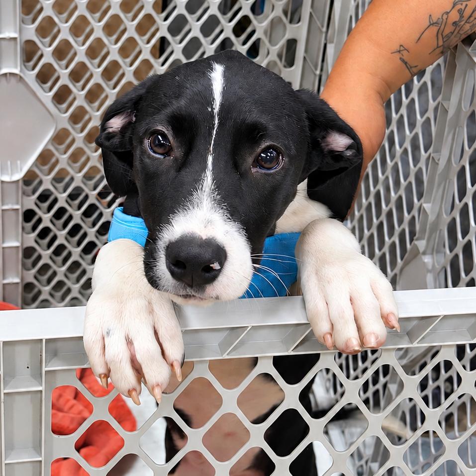 Enlarge Aspen, a Adoptable mixed breed in Rochester, MN image 1/6