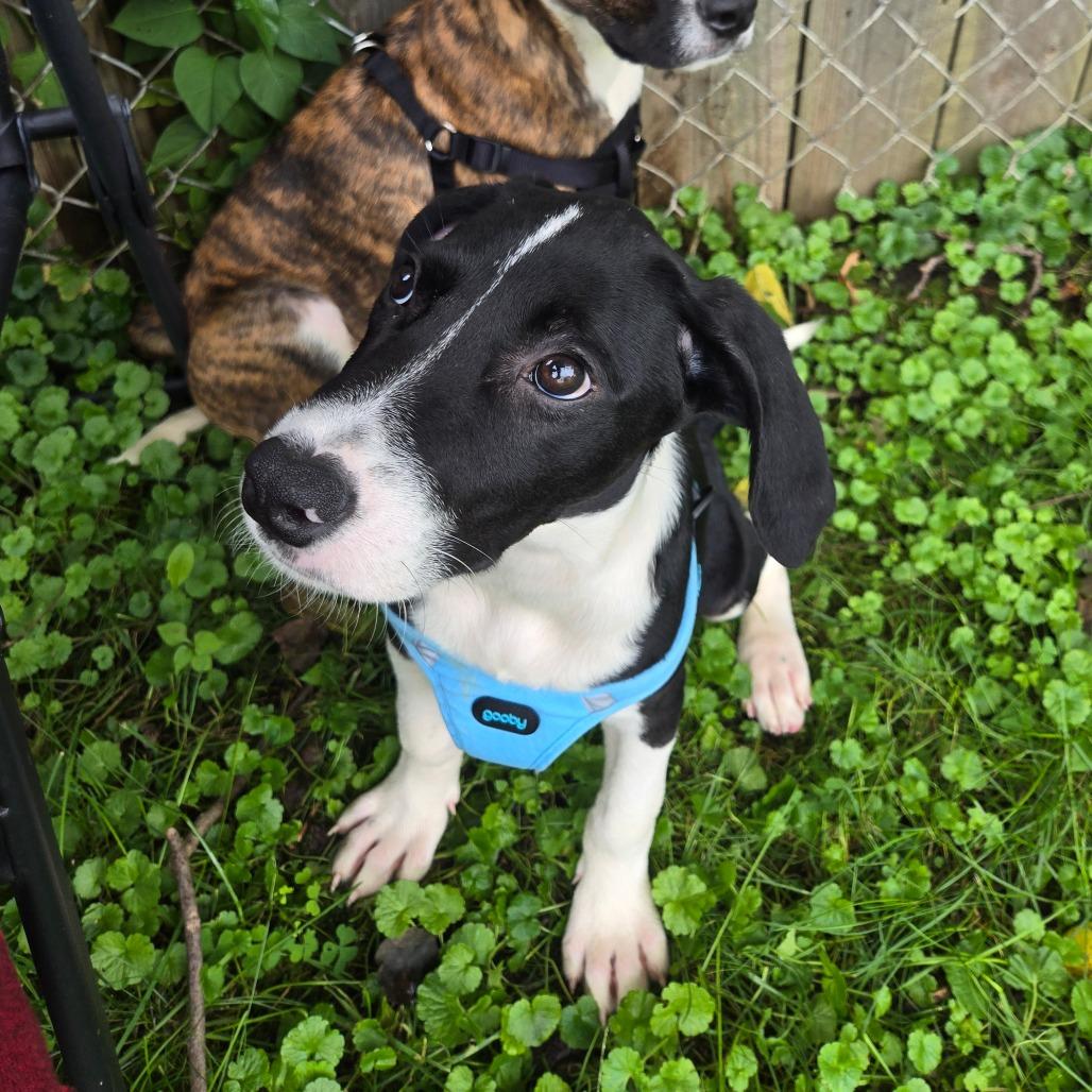 Enlarge Aspen, a Adoptable mixed breed in Rochester, MN image 2/6