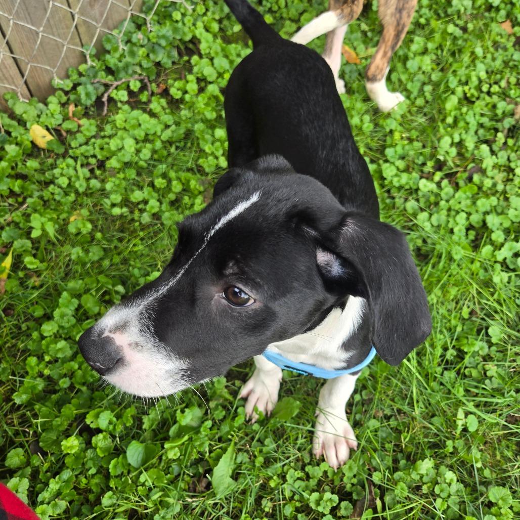 Enlarge Aspen, a Adoptable mixed breed in Rochester, MN image 3/6