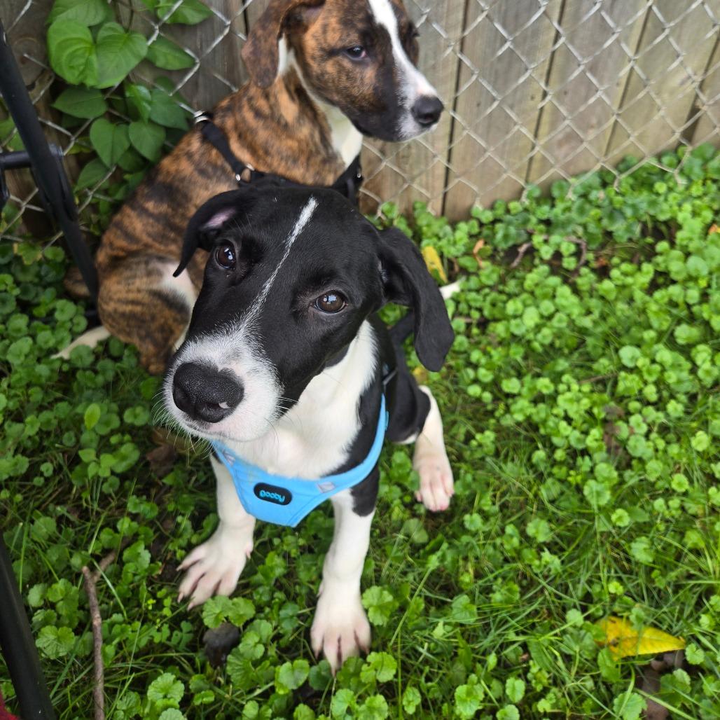 Enlarge Aspen, a Adoptable mixed breed in Rochester, MN image 4/6