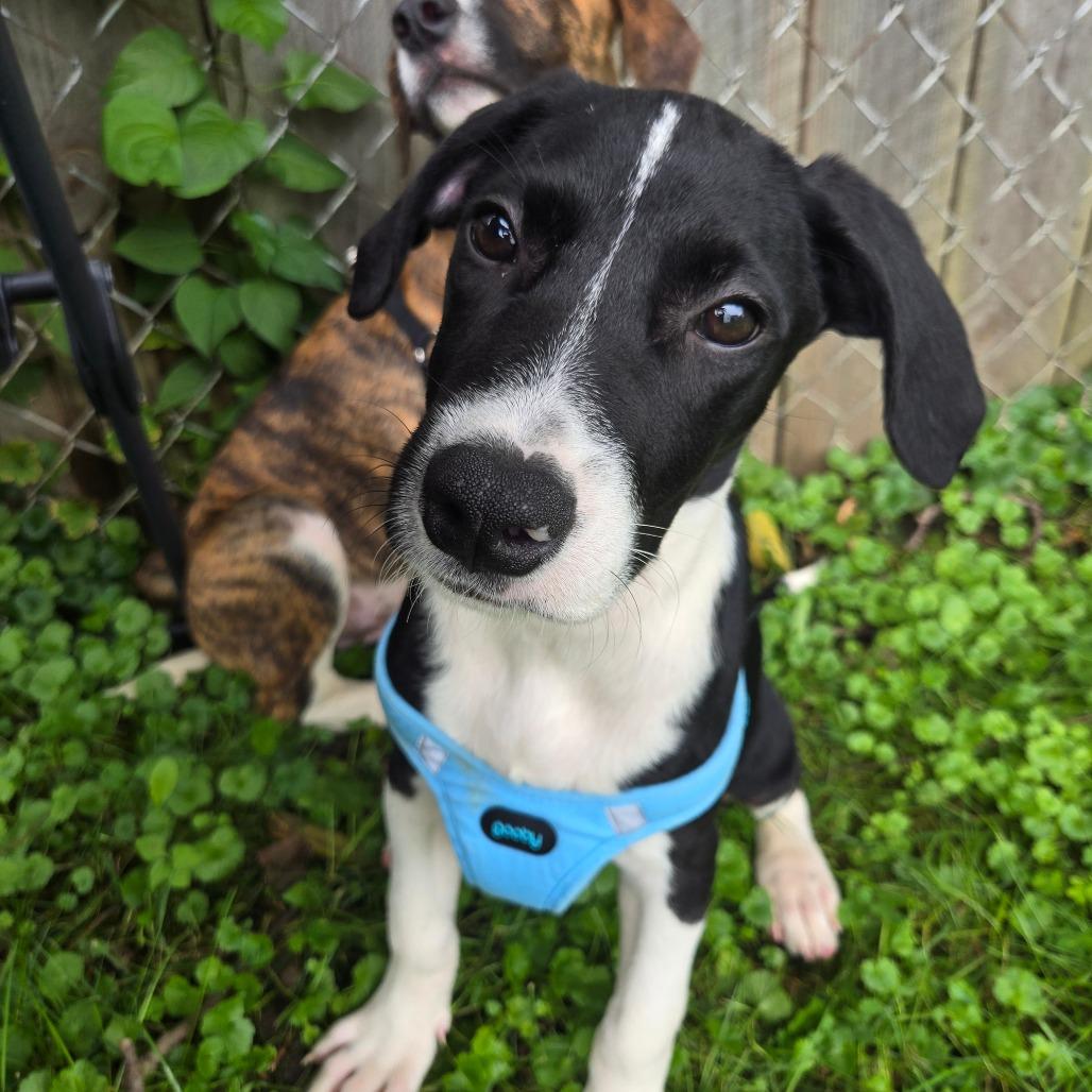 Enlarge Aspen, a Adoptable mixed breed in Rochester, MN image 5/6