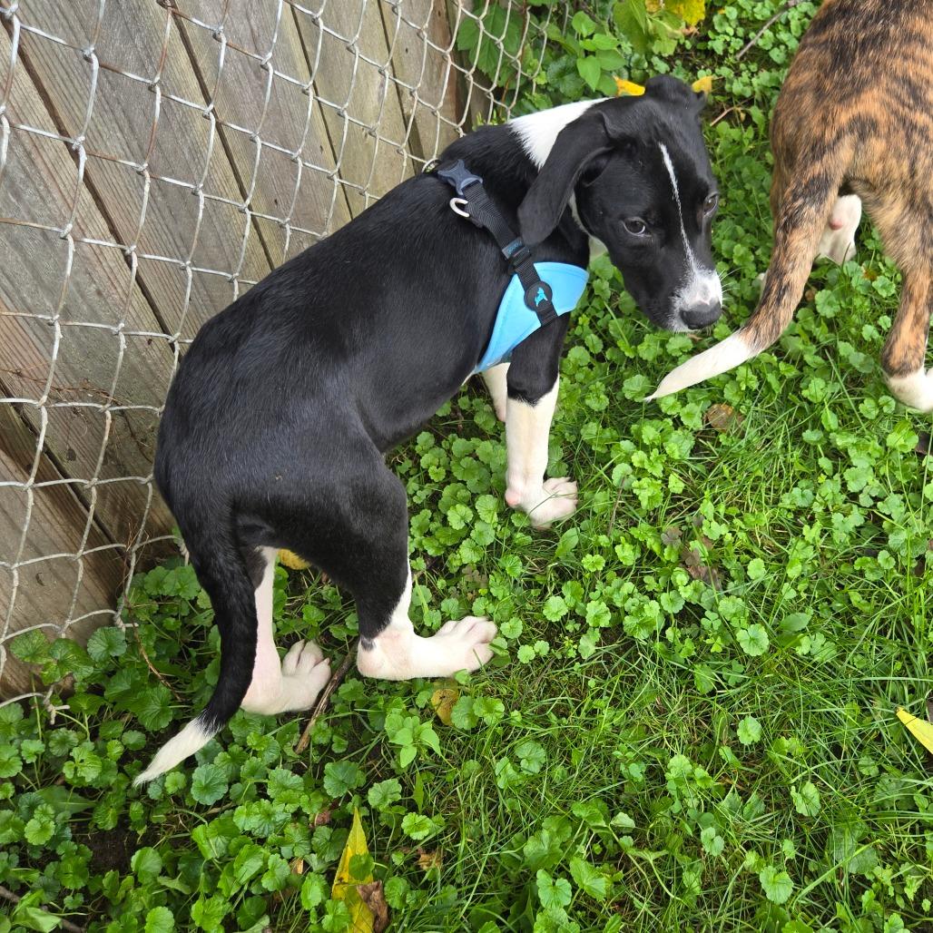 Enlarge Aspen, a Adoptable mixed breed in Rochester, MN image 6/6