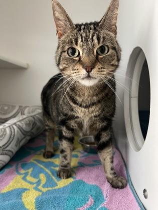 Enlarge Felicity, a ADOPTABLE Domestic Short Hair in Traverse City, MI image 1/5