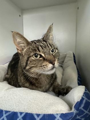 Enlarge Felicity, a ADOPTABLE Domestic Short Hair in Traverse City, MI image 5/5