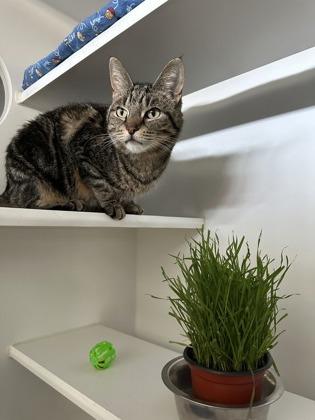 Enlarge Felicity, a ADOPTABLE Domestic Short Hair in Traverse City, MI image 3/5