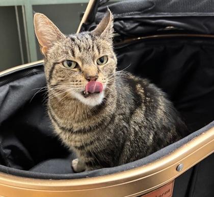 Enlarge Felicity, a ADOPTABLE Domestic Short Hair in Traverse City, MI image 2/5