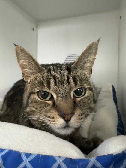 Enlarge Felicity, a ADOPTABLE Domestic Short Hair in Traverse City, MI image 4/5